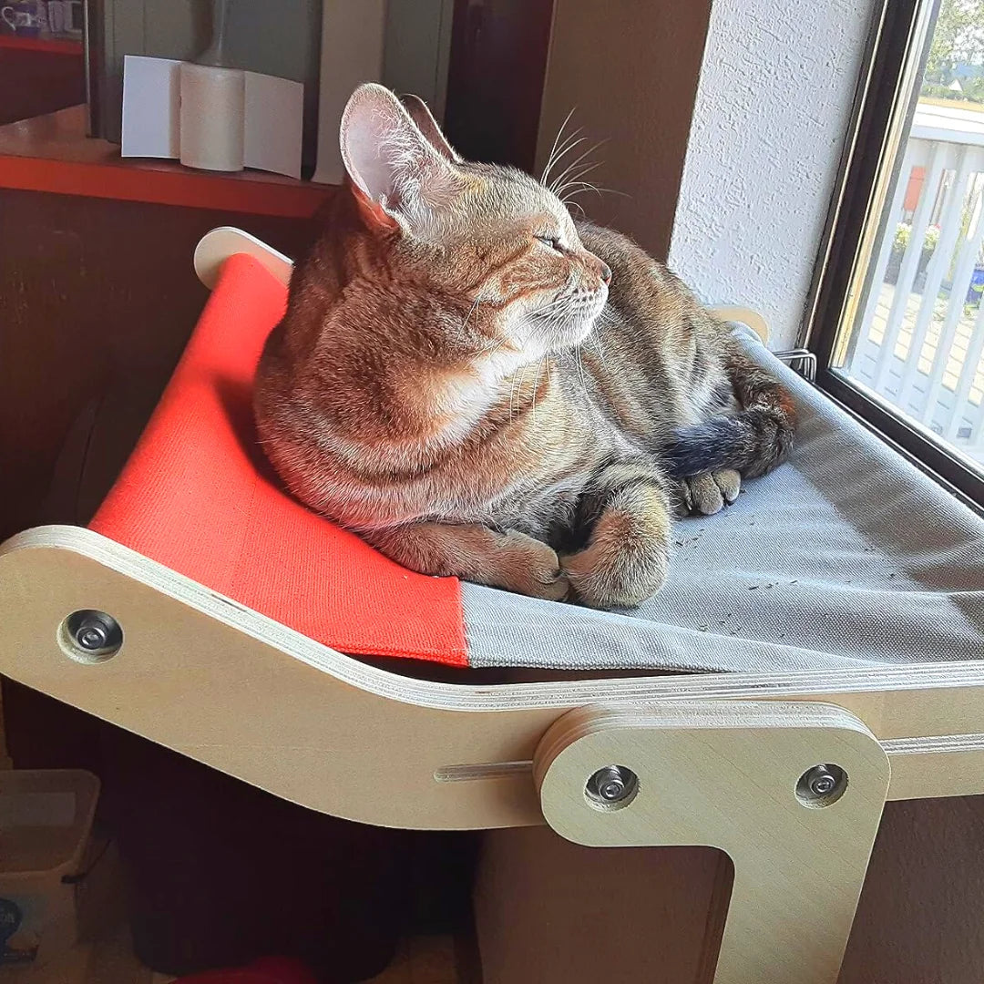 Are Cat Window Hammocks Safe for Your Furry Friend？