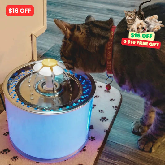 Feline fountain with filter - Don't hurt cat's kidney anymore